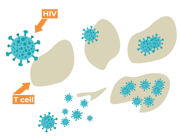 A graphic of HIV attacking a T cell.