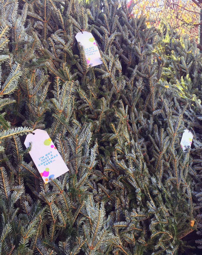 close up of fraser fir trees with tags that read, "I'm not just a Christmas tree..."